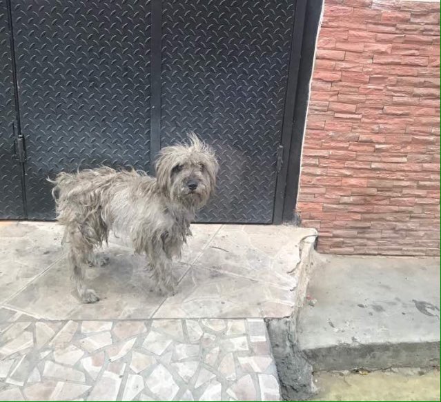 MASCOTASDECALLE's tweet photo. Si vieras un schnauzer como la primera foto vagando en la calle lo agarrarias? y si lo vieras como en la segunda foto? (Así estaba ayer, solo bajo la indiferencia)
Abajo de tanto maltrato se esconden hermosos seres que solo necesitan una oportunidad https://t.co/p8xoI0hTJu