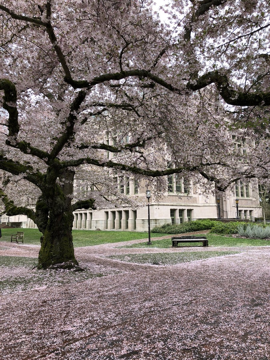 shadowofthelens's tweet photo. Cherry Blossoms on the campus of the University of Washington in Seattle. #cherryblossom #trees #uw #udubs #seattle #Huskies #pink #beautiful #university_of_washington #pacific_northwest #campus #springtime #naturelovers #NaturePhotography #pretty #wow https://t.co/GhVtF6aVmx