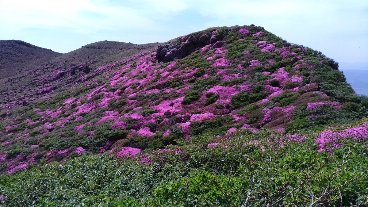 道の駅阿蘇 Michi No Eki Aso Azaleas On Mount Takadake Last Week 道の駅 道の駅阿蘇 阿蘇山 高岳 ミヤマキリシマ Japan Japon Azalea Mountaso Takadake Michinoekiaso T Co 1qmplqtgbu