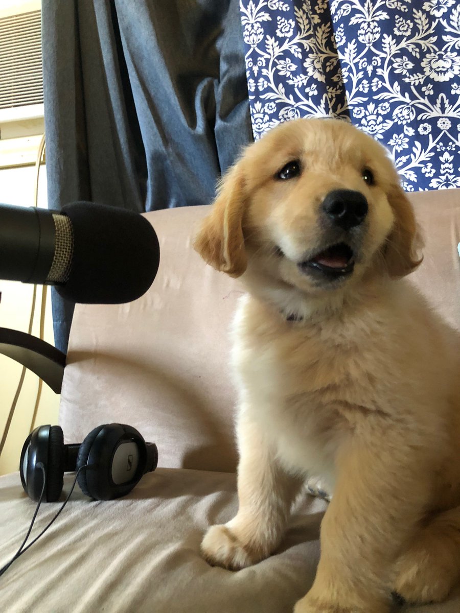 thedrawcast's tweet photo. The DRAWcast is excited to announce Mason will be with us for a 12 week pup-ternship as our assistant technical paw-ducer and will handle all re-fur-als! https://t.co/MBGXxgdhw8
