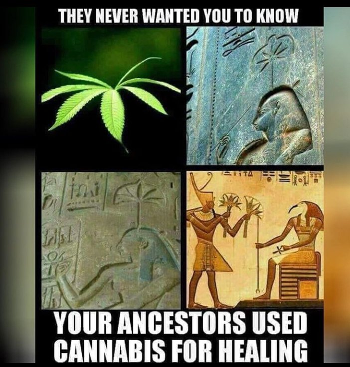 LucidBuds's tweet image. The healing plant #cannabis