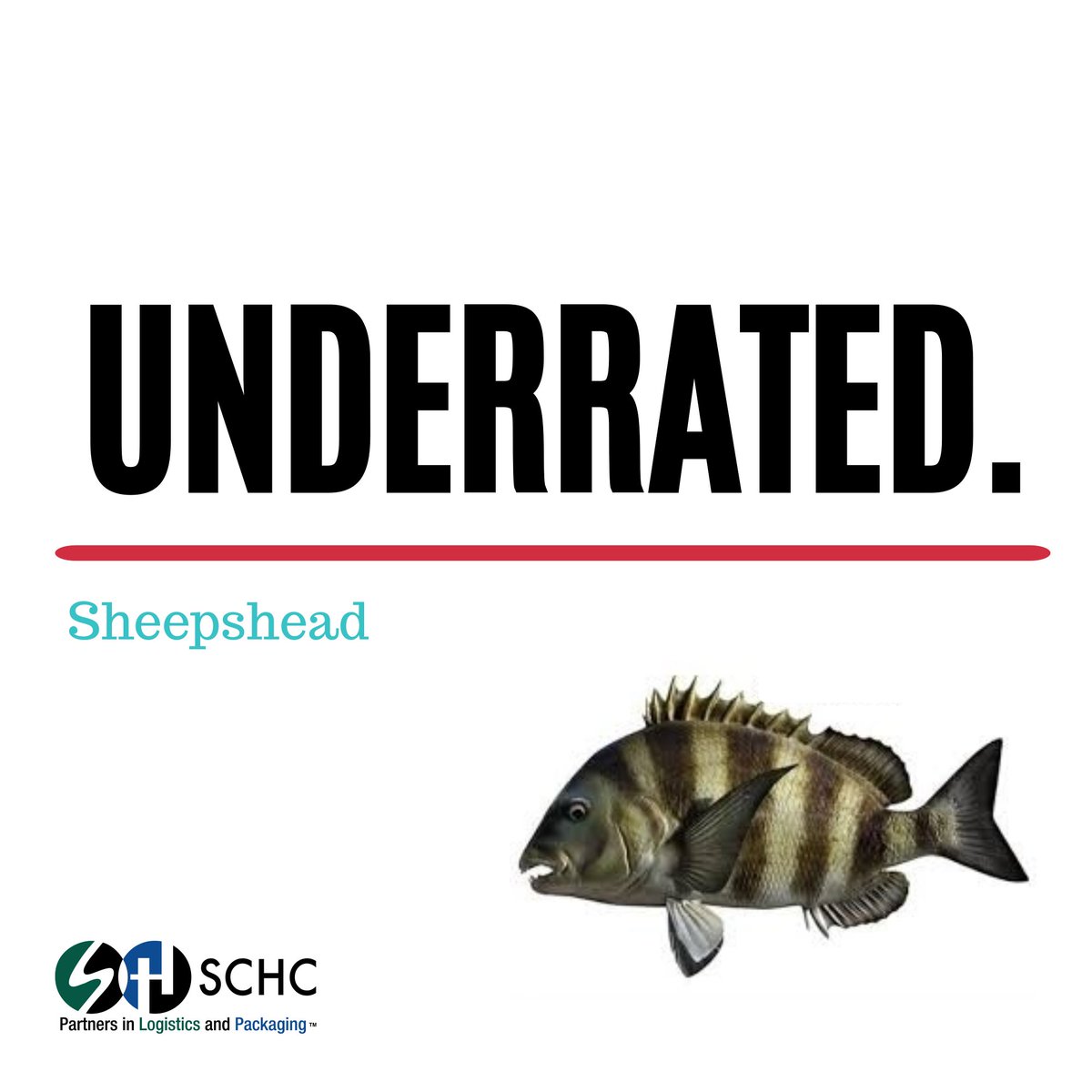 SCHC_Partners's tweet photo. Fish with human-like teeth? #Sheepshead is another example of #UnderratedFish found in the Golf, and that is worth a try- especially if cooked blackened, broiled, or fried up golden brown. Learn more about this and other underrated fish with @ALSeafood https://t.co/OCtDnmxHKH https://t.co/pHwYuE2uaL