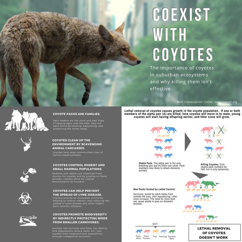 nywolforg's tweet photo. Sound Shore Coyote Project + the Wolf Conservation Center are excited to offer a FREE coyote information session for Mamaroneck-area residents tomorrow - May 30th with Dan Bogan, Ph.D! #Westchester @MamaroneckHH https://t.co/hIQ52v2EkA