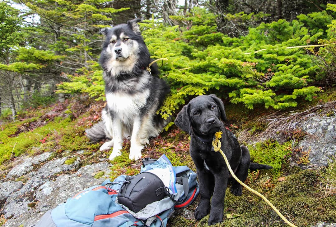NLExplorer88's tweet photo. This may resemble David vs. Goliath, but since the beginning Bear has treated Saku like one of her own. Even though they are two very different pups, they couldn't get along any better. #explorersforlife #pals
@ruffwear #mydogismy #hero @campingwithdogs https://t.co/pxHqLGu2gd