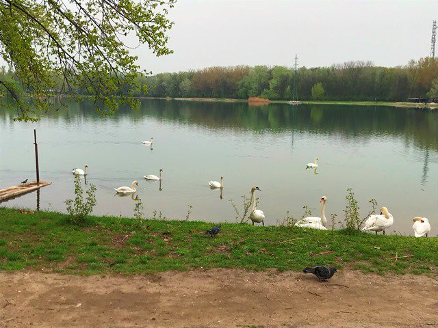 NasaPetrzalka's tweet photo. Na Petržalské Noviny sa obrátila Petržalčanka, ktorej sa zdá, že sú labute v Petržalke premnožené a obáva sa, že ich prítomnosť na jazere Veľký Draždiak má za následok zhoršovanie kvality vody a výskyt siníc.
https://t.co/IxT4C0Czpo
#milujemepetrzalku #labute https://t.co/TBNsnVUwdL
