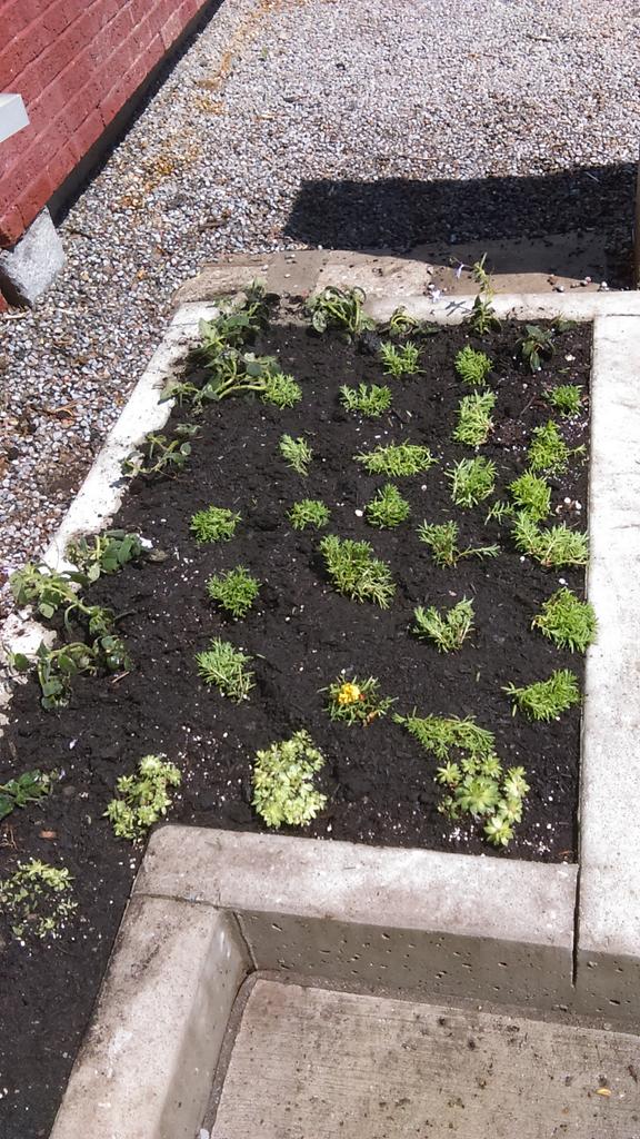 zarinarychel's tweet photo. Check out the Mount Dennis library garden done by Roselands Horticultural Society https://t.co/haBUtFgoDF