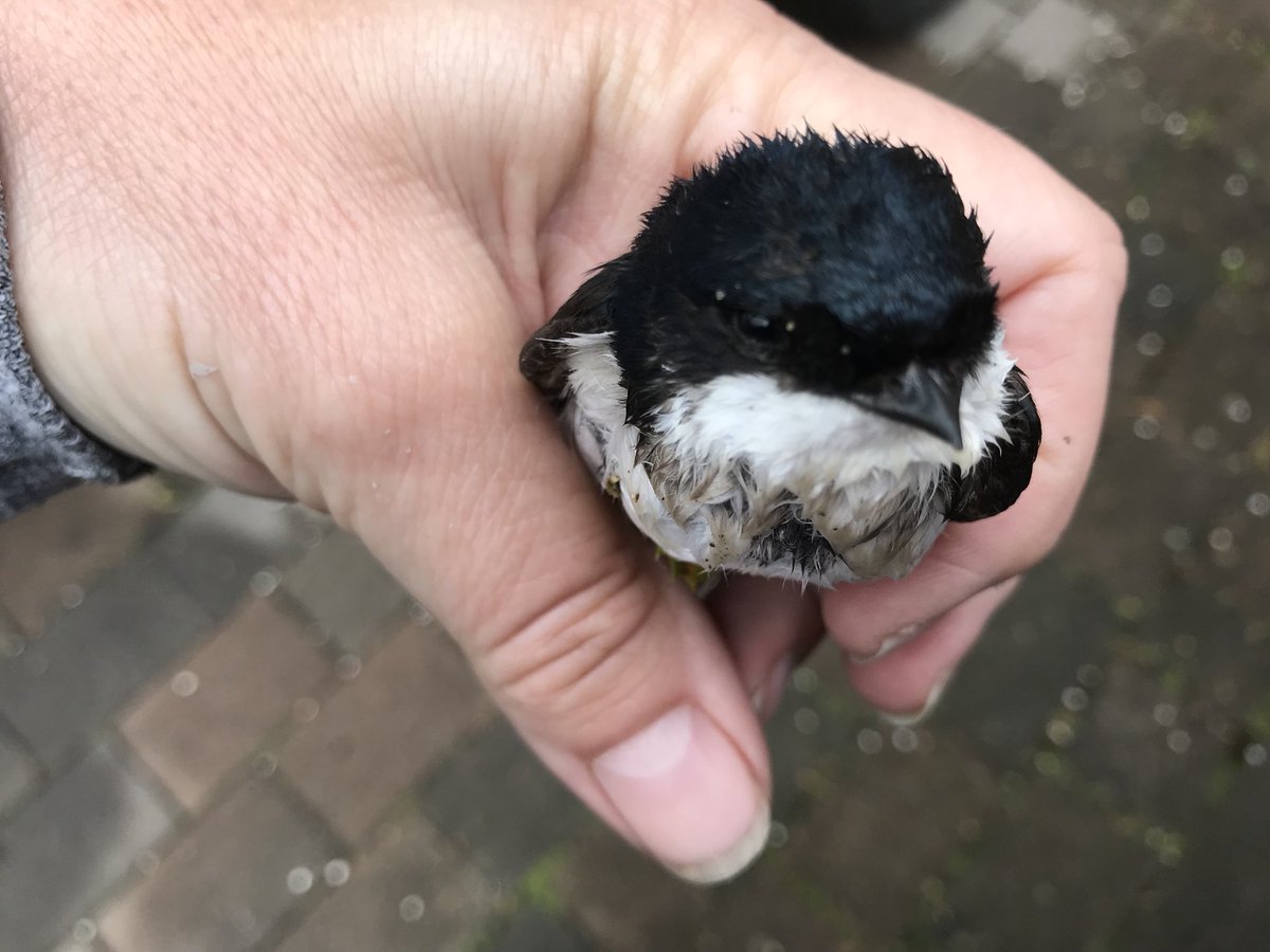 ScottonT's tweet photo. @BBCSpringwatch https://t.co/iKwxTueU4D
