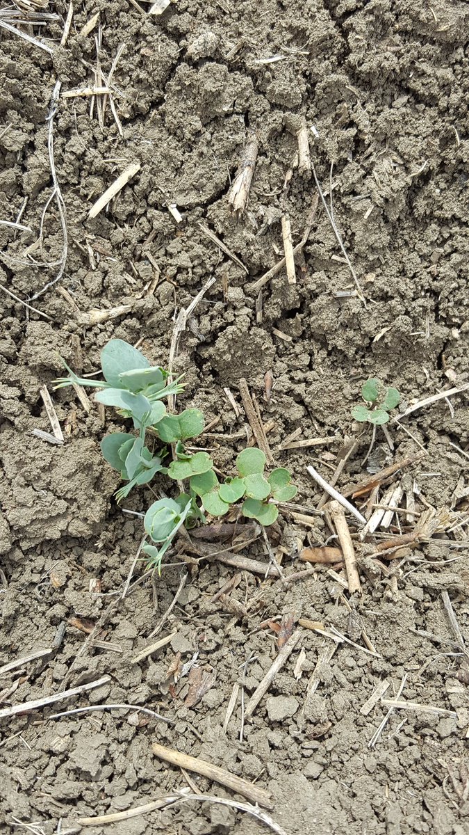 SeCanLauren's tweet photo. Not everyday u run into @JoannaCanterra &amp; @haleyCANTERRA randomly in a #peola field off hwy 44 near @blumer_seeds #CS2500CL only in God's Country #WestSask #WestCentralSask #hometown #grow18 #intercropinnovators https://t.co/HVUNgjMRmb