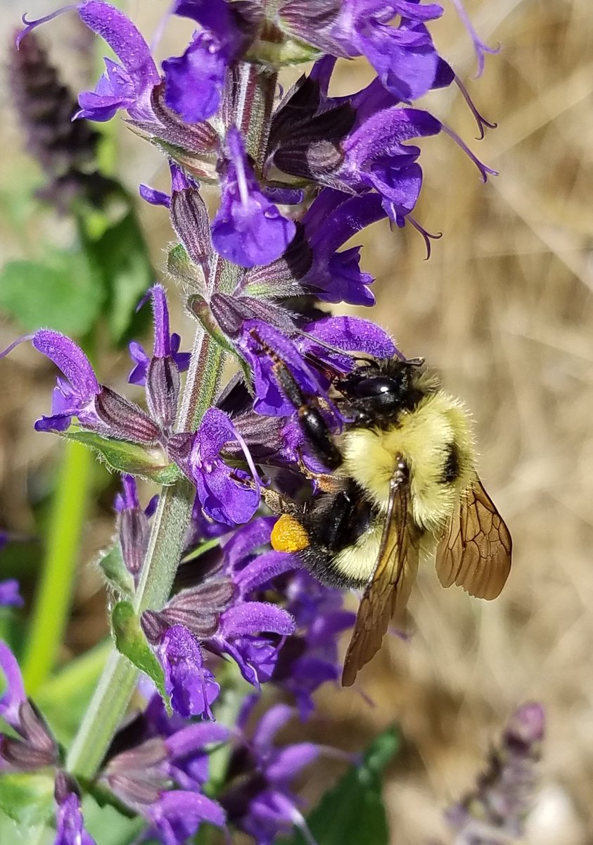 scochran2's tweet photo. This is better! #BeeFocused https://t.co/V2Brs181Wm