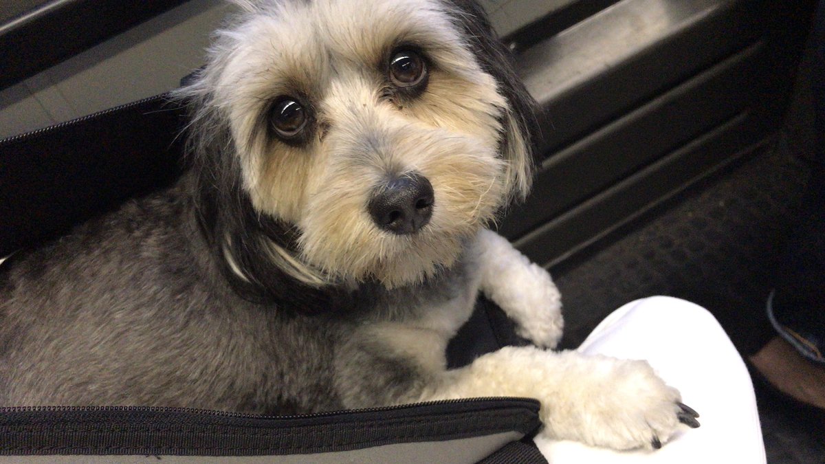 Pero Traveldog Ar Twitter ボク 今日も電車で座れたよー マルチーズ ダックス ドイツ Germany 世界を旅するわんこ Pero ペロ ふわふわ Traveldog マルックス Mixdog マルダックス Mix Fluffy ミックス犬 ハーフ犬 Hunde 犬バカ部 Mauxie