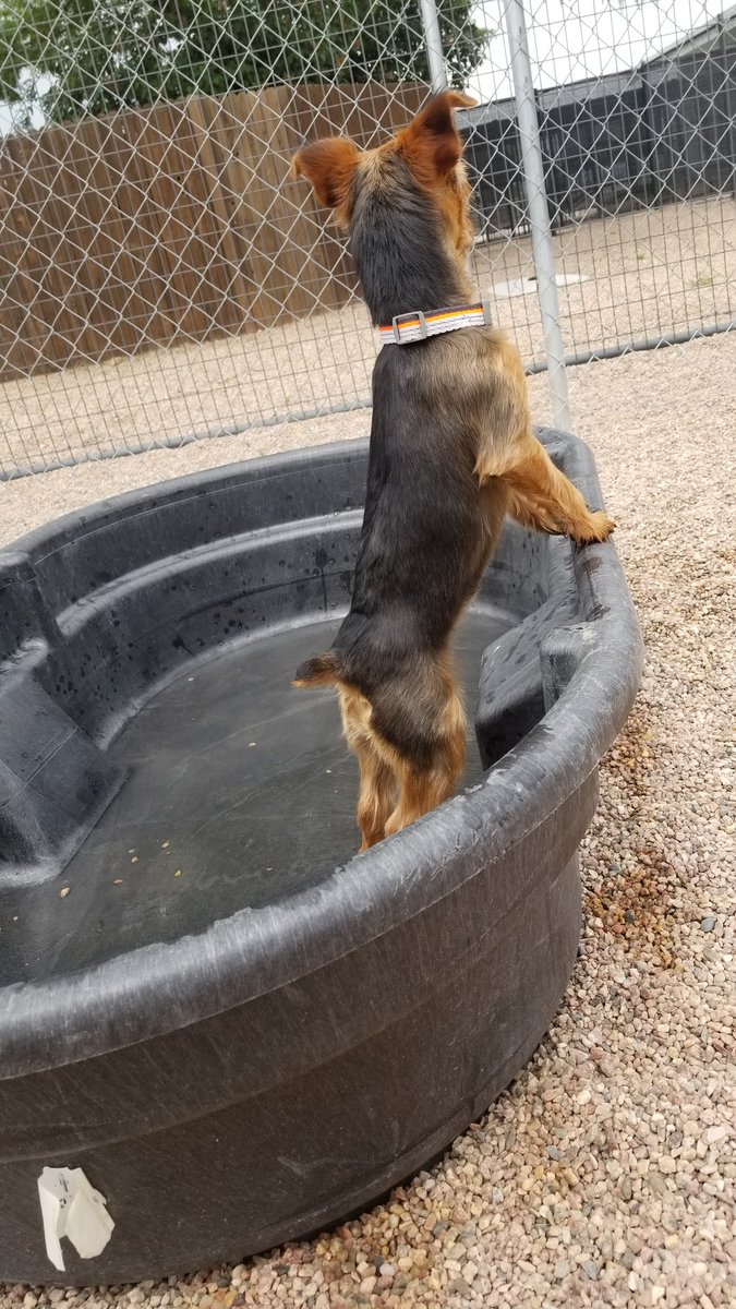 Ashcroft Pet Resort 2025