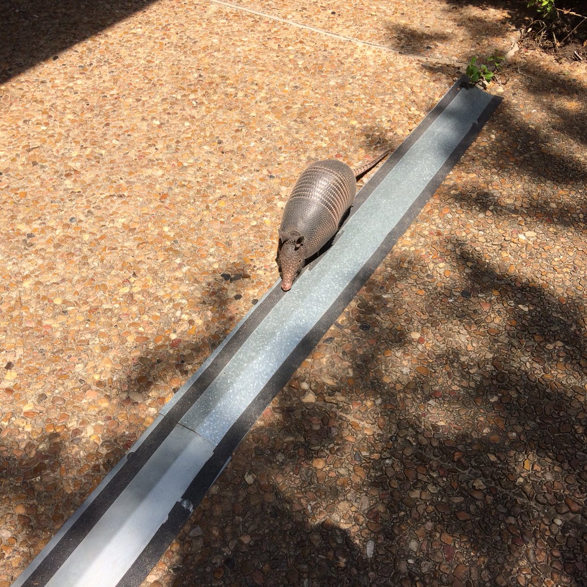 KirsiCootie's tweet image. Armadillo bumbling around NASA Johnson Space Center.

#NASAIntern #Houston #Texas