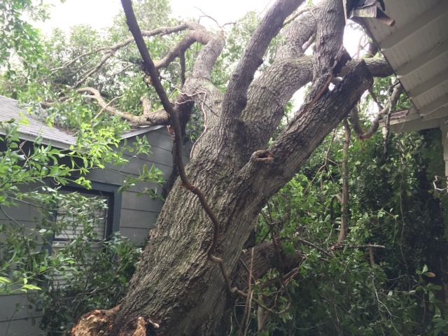 jptreecareaz's tweet image. Set up an appointment with JP Tree Care for Remarkable Large Tree Removal Services in Phoenix, AZ!

Contact us for a Free Estimate on your Tree Removal Service today!

goo.gl/jJCAkM

#JPTreeCare
#LargeTreeRemoval
#FreeEstimate
#TreeRemovalService
#Phoenix