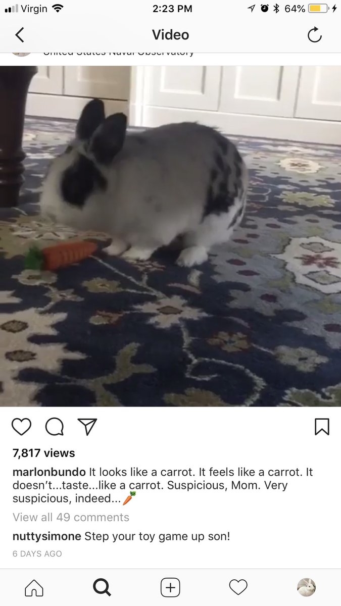 colindodge's tweet photo. I started an Instagram for my rabbit. https://t.co/cMzKNRpR2x