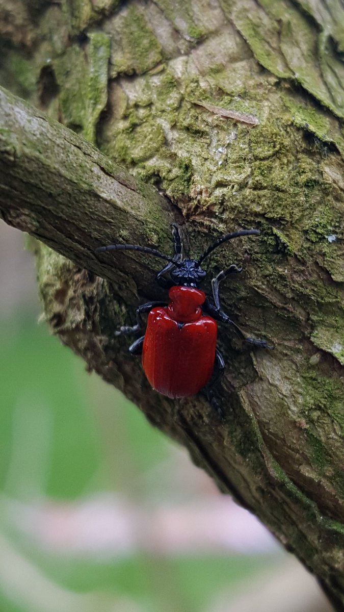 PjPauline's tweet photo. @BBCSpringwatch https://t.co/05j7oDn490