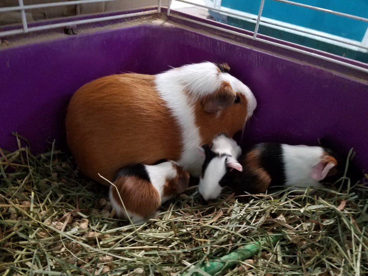 Of course mama pig popped over the weekend. 
4 new lil cuties born Sunday!
#guineapig #babyguineapigs #pets