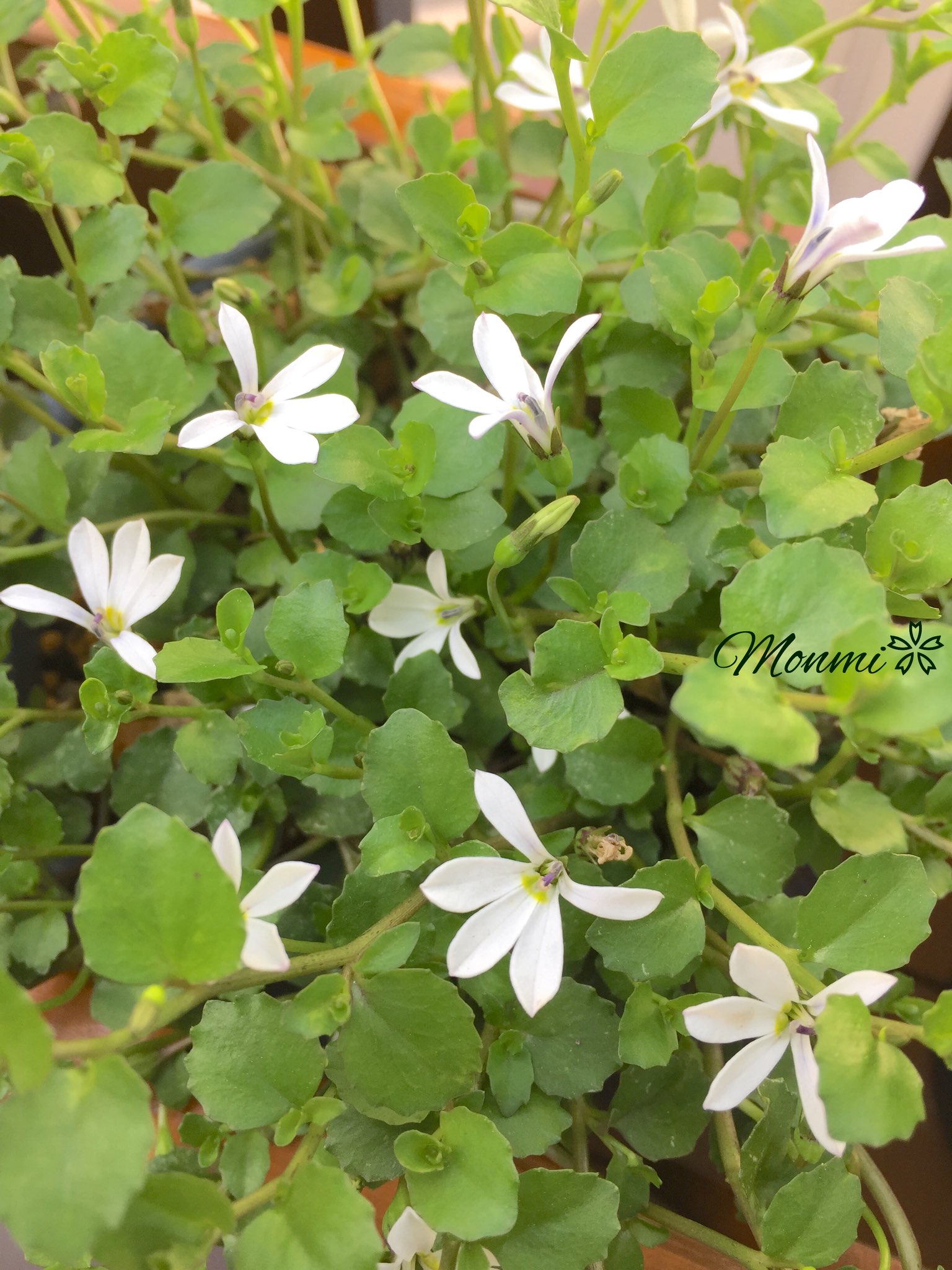 Monmi 白い小花を扇型に開く プラティア アングラータ 小花好きには たまらない可憐なお花です ガーデニング 白い小花 T Co 3lvl3dkrtg Twitter