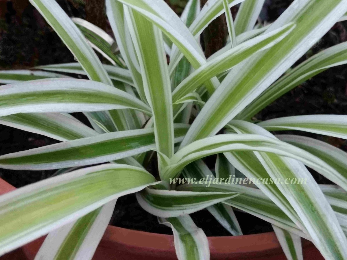 Eljardinencasa's tweet photo. #Jardinería
#Gardening
#Plantas
#Cinta
#Chlorophytum #Comosum Muy resistente a condiciones adversas, si está en interiores debe tener luz en forma indirecta y sustrato siempre húmedo.
https://t.co/b4T1YNlyPX https://t.co/66aep9BeSF