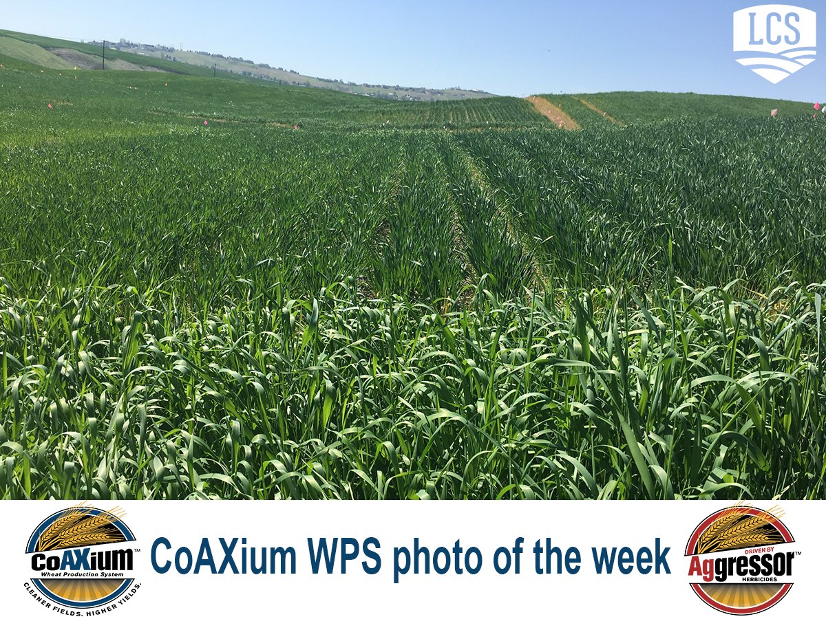 LimagrainWheat's tweet image. CoAXium Wheat Production System photo of the week: Feral rye check foreground treated with #Aggressor herbicide background. #Cleanerfieldshigheryields