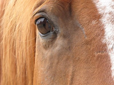 HorsemanshipNet's tweet photo. What do you think this guy is saying?#horsemanship #horses #horsemanshipnet #horsetraining #riding #equestrian #equine https://t.co/rycuhelVhZ