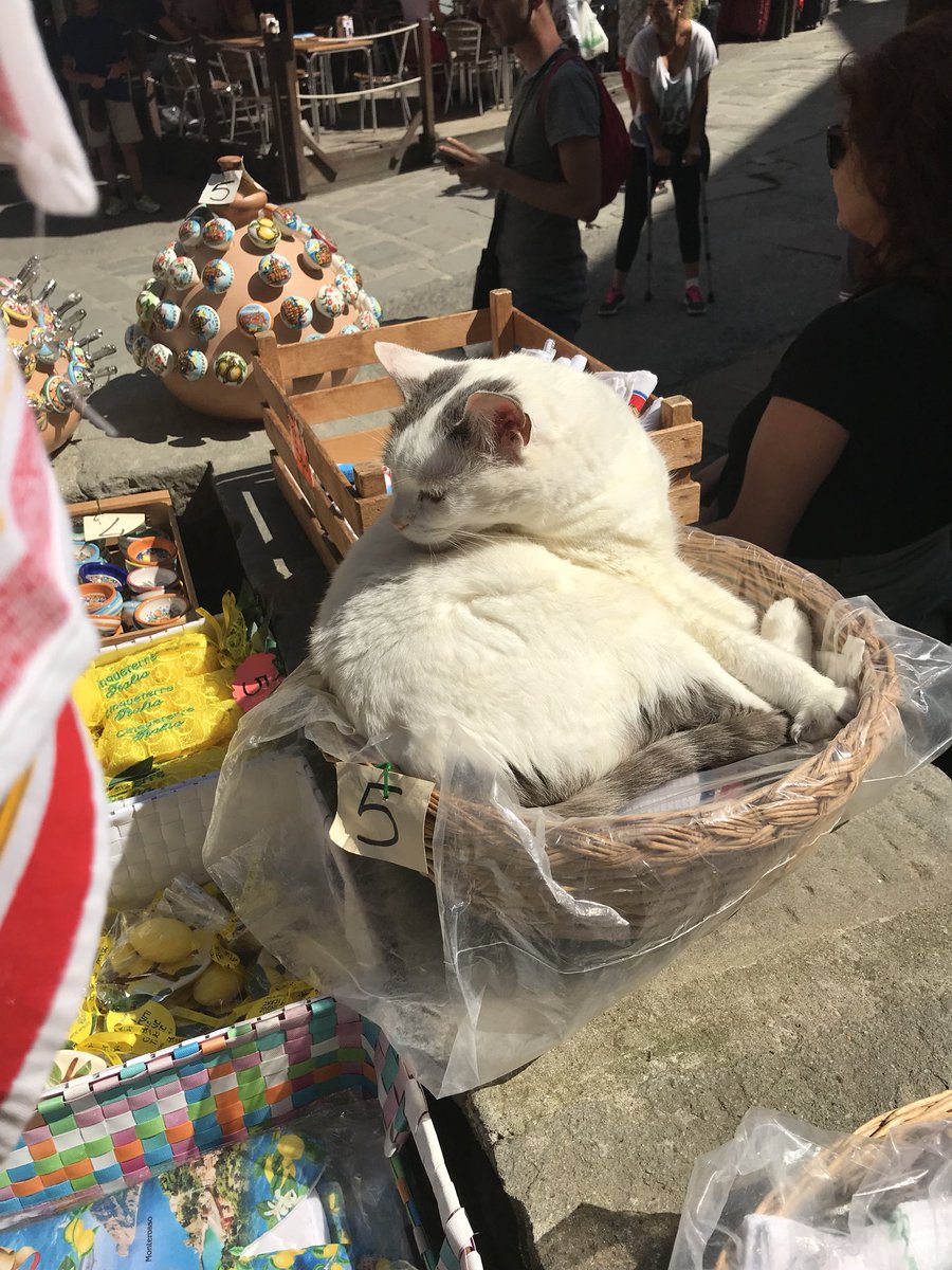 katie_barreau's tweet photo. Pets are a protective factor against mental illness. Bringing your pet to work can offer even more benefits as they can relieve stress and break up the day. They also brighten the day of those around you. @uwldolcevita #ABNPROuwlax #2018ldv https://t.co/qhyq0D51Rf