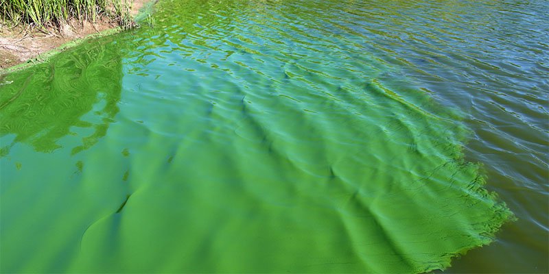 NYEnvironment's tweet photo. Warm weather has arrived...and toxic algae is here for it. #algae #toxicalgae #prospectpark
https://t.co/vE8oAD6zKh https://t.co/4MA3tLctQI