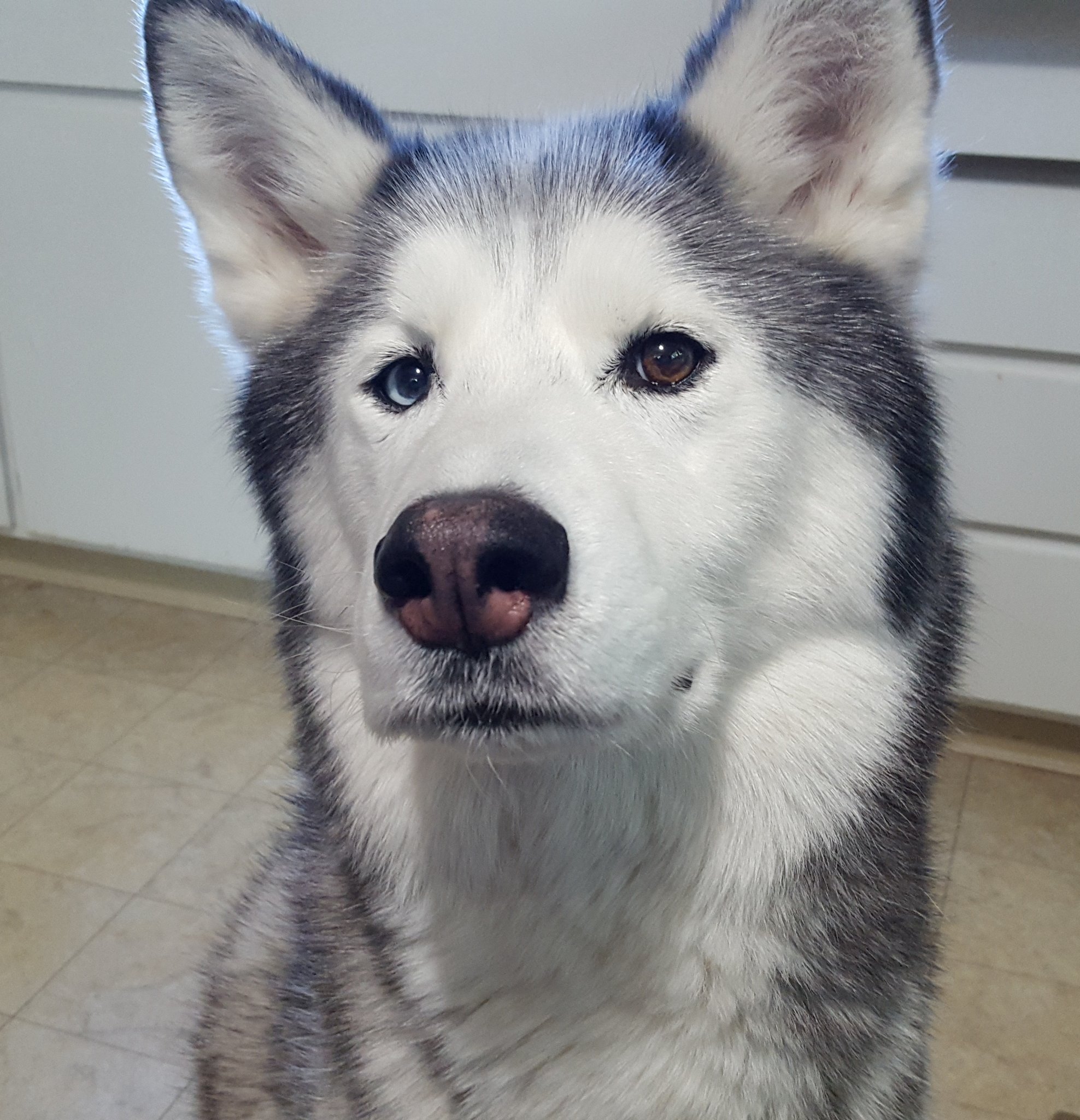 Winter nose on sale dog