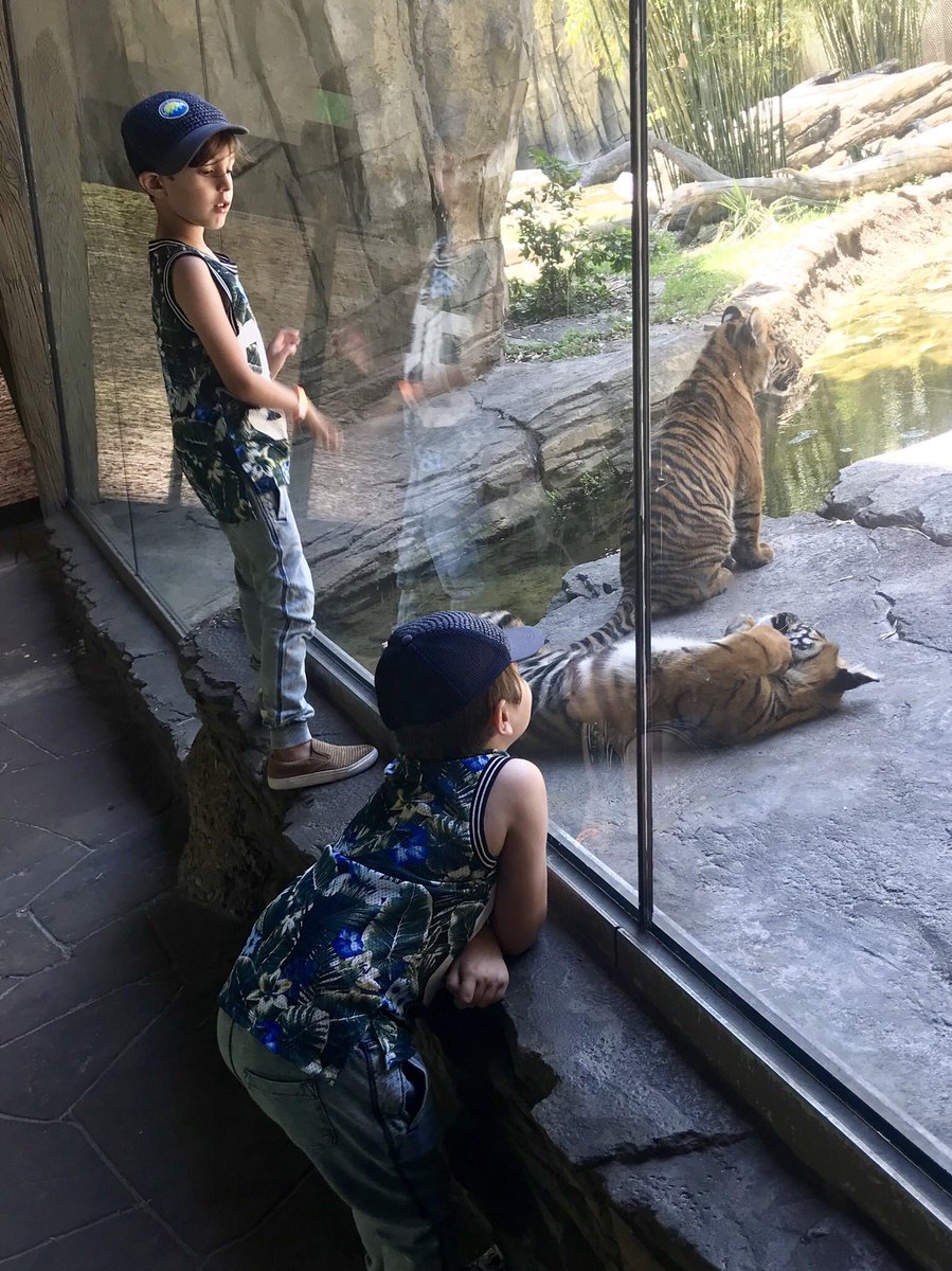 memoriesby_moni's tweet image. Brothers hanging out with Brothers! The Captains found an afternoon of adventure with Rocky and Jaggar a couple of Sumatran Tiger cubs at Jacksonville Zoo 🐅🐅💙💙! #endangeredtigers #savetheanimals #livescienceclass @jacksonvillezoo #iamflvs
