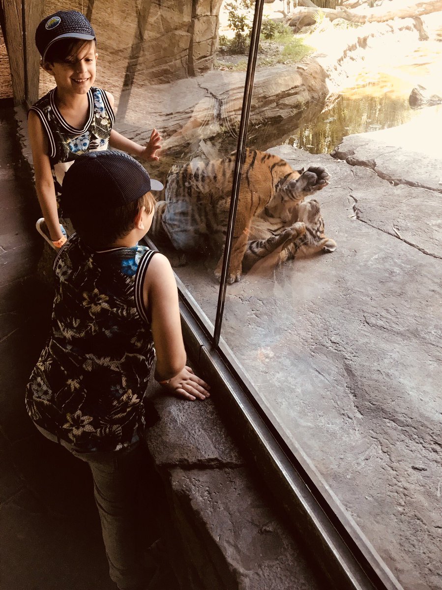 memoriesby_moni's tweet image. Brothers hanging out with Brothers! The Captains found an afternoon of adventure with Rocky and Jaggar a couple of Sumatran Tiger cubs at Jacksonville Zoo 🐅🐅💙💙! #endangeredtigers #savetheanimals #livescienceclass @jacksonvillezoo #iamflvs