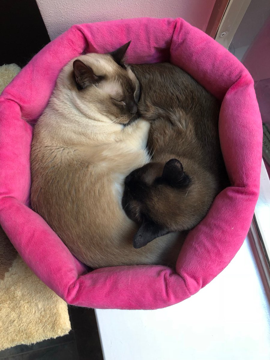 PurrrfectlyH's tweet photo. Cat version of yin and yang β―οΈπππ»πΉπΈ#Hershey #Gunner #webalanceeachother #yinyang #harmony #catlifestyle #cats #cutecats #webarelyfit #itsalittlecrowded #catfamily #sunnyspot #tonkinese #buzzfeedanimals #buzzfeedcats #kittycat #cuddlebuddy #lifewithcats #ilovecats https://t.co/MTDyxapA6V