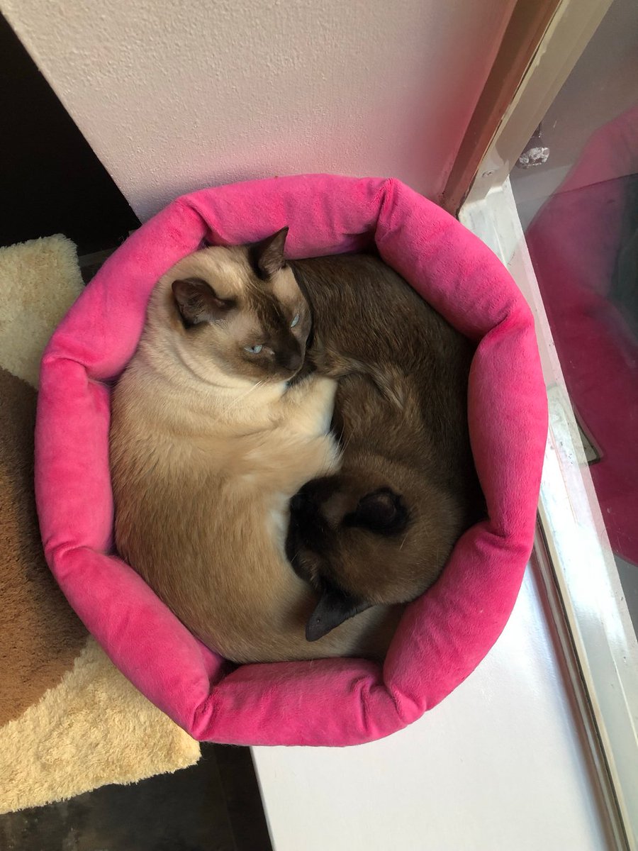 PurrrfectlyH's tweet photo. Cat version of yin and yang β―οΈπππ»πΉπΈ#Hershey #Gunner #webalanceeachother #yinyang #harmony #catlifestyle #cats #cutecats #webarelyfit #itsalittlecrowded #catfamily #sunnyspot #tonkinese #buzzfeedanimals #buzzfeedcats #kittycat #cuddlebuddy #lifewithcats #ilovecats https://t.co/MTDyxapA6V