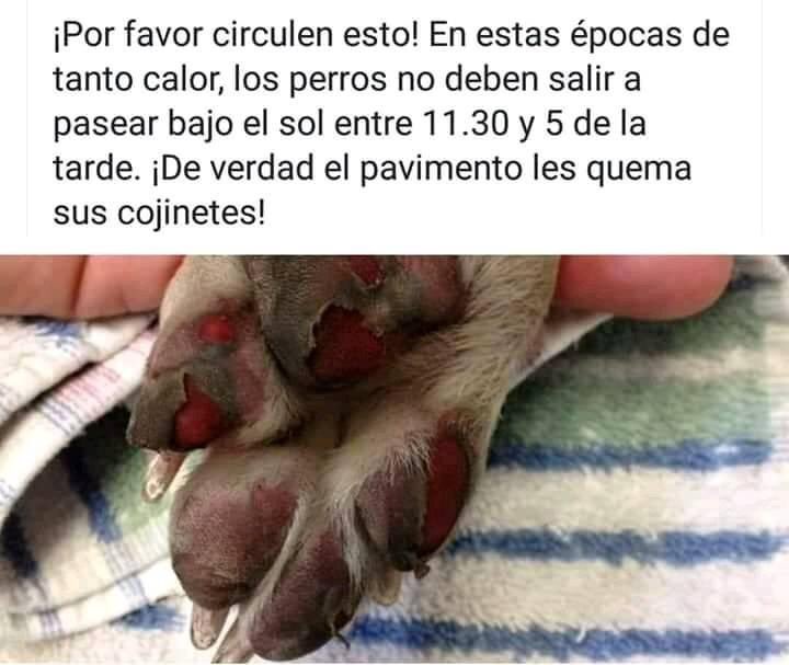 Pidin1's tweet photo. #ConEsteSolQuiero que todos cuiden a sus mascotas hidratándolas y no sacándolos a pasear con esta temperatura. #FelizMartes https://t.co/arz0iby0NR