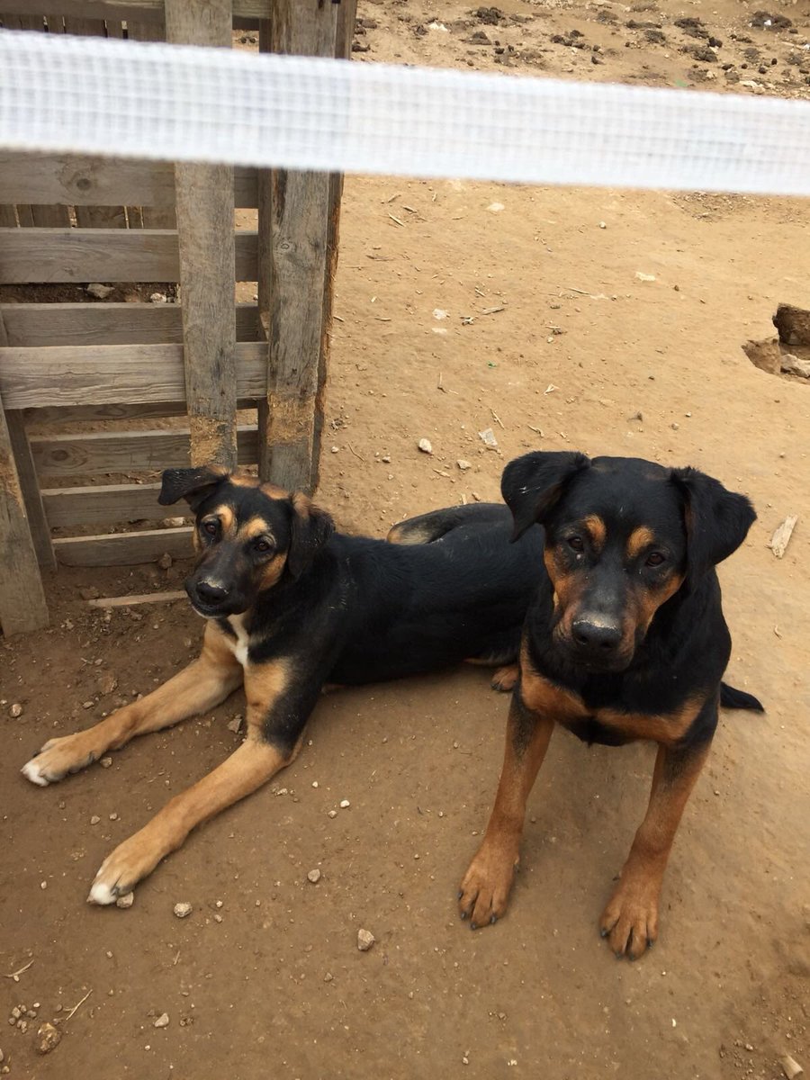 Han desaparecido estos dos perros en Valladolid por la zona de Ciguñuela, Sotoverde, Simancas...
Cualquier información avisad.
RT por favor.