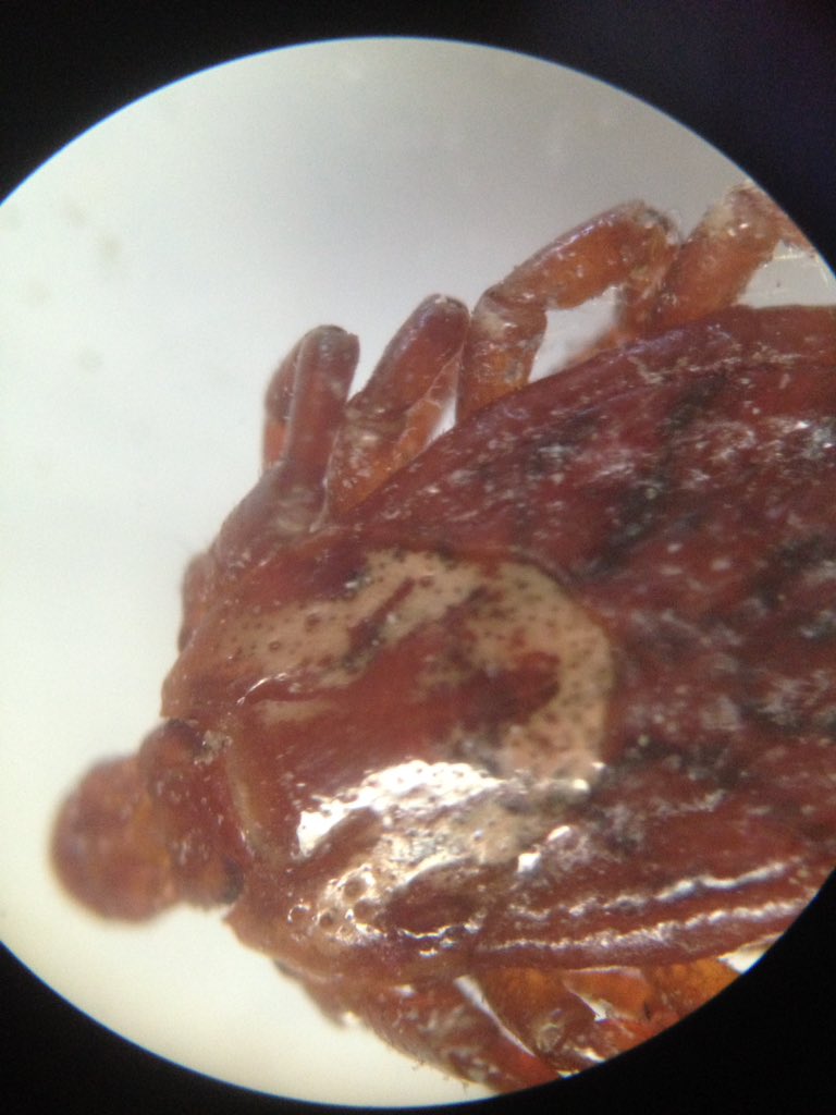 dailystem's tweet image. First tick of the summer.
Did you know a tick isn't an insect...it's an arachnid (like a spider) with 8 legs.
#SummerSTEM #BackyardScience