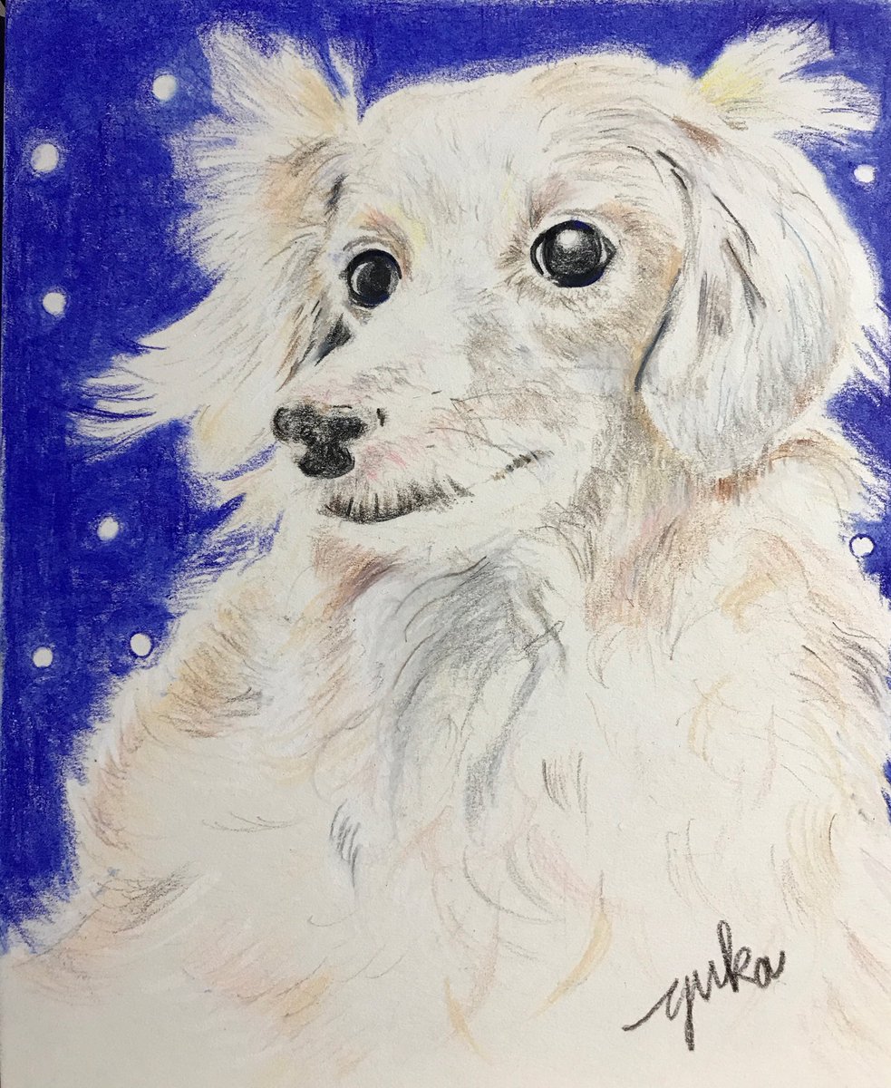 ゆか より リアルよりに 加筆修正いたしました 色鉛筆画 色鉛筆 犬イラスト 犬 Dog カリスマカラー 完成 アナログイラスト 加筆修正 モデル シロさん