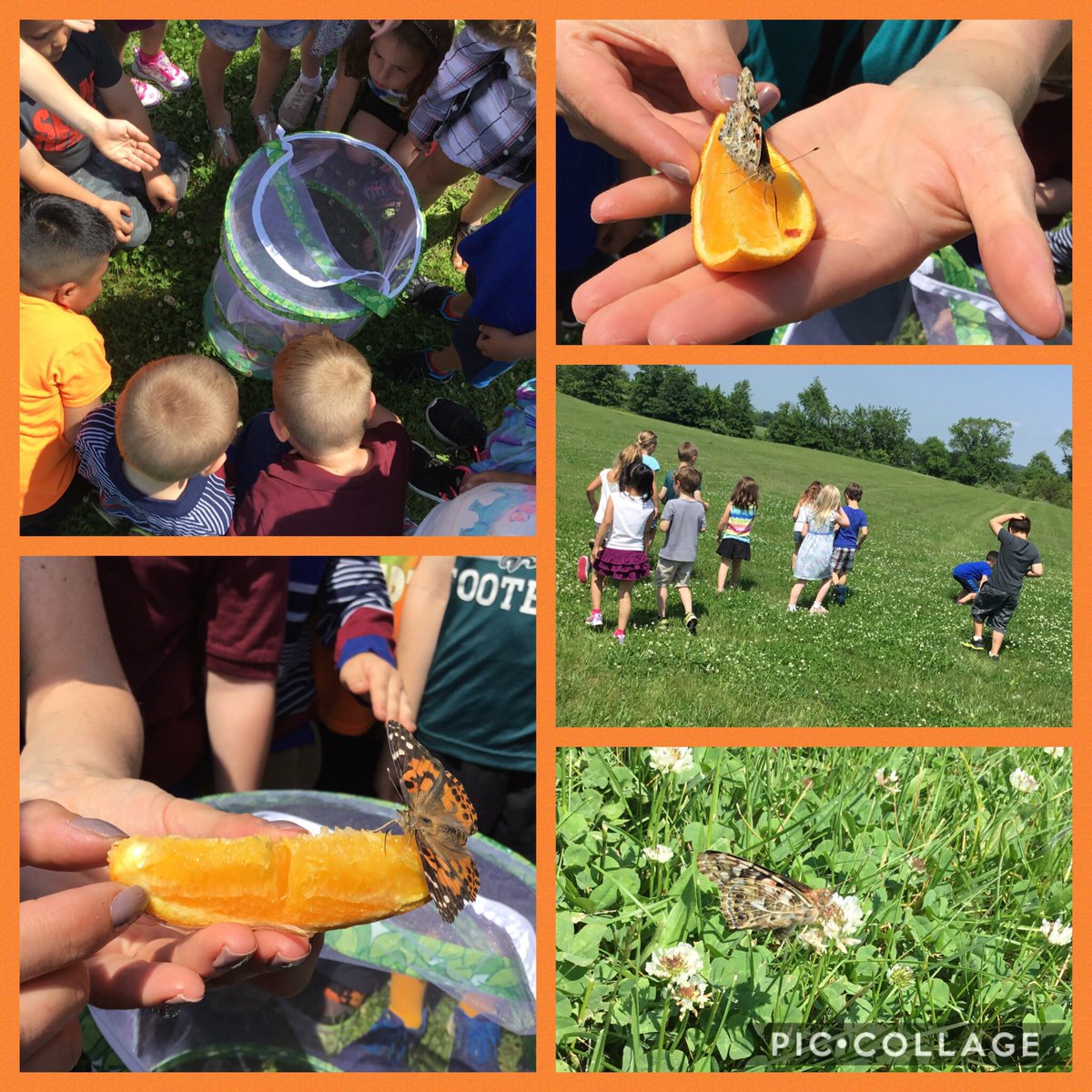 We were so lucky to catch an up close look at one of our butterflies using its proboscis to take a drink before releasing it. Ask us what we’ve learned! We’d love to share. <a href="/CopperHillES/">Copper Hill</a> <a href="/FlemRarSchools/">FlemRarSchools</a>