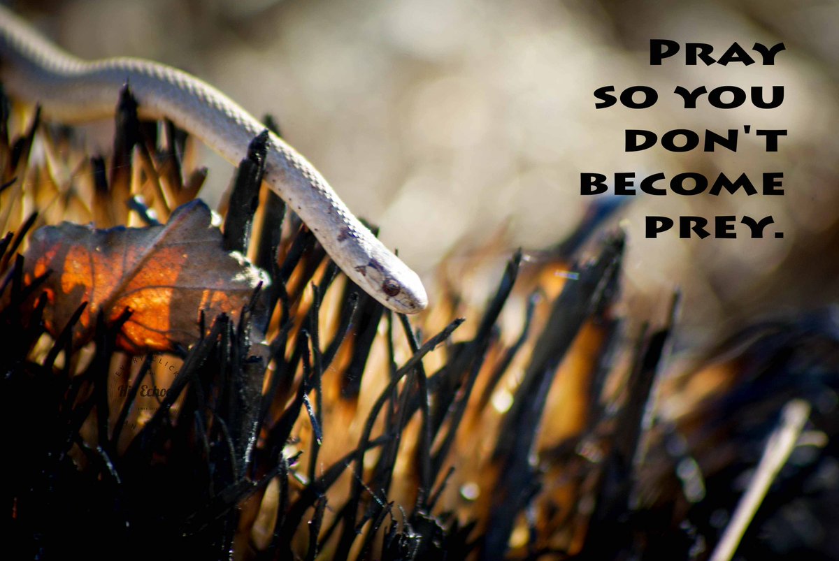 HisEchoes's tweet photo. Pray so you don't become prey. Invite #God into the fight because you can’t do this life alone. #HisEchoes https://t.co/N7gsrdeRhP