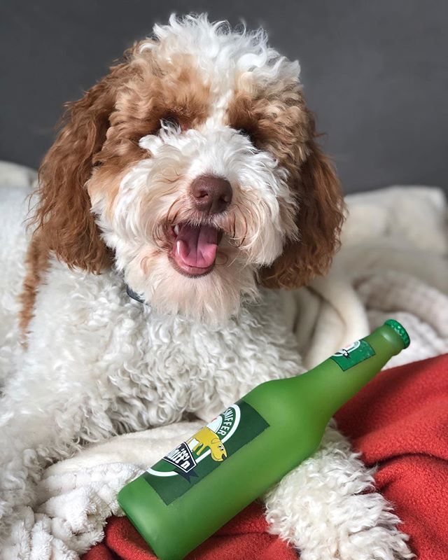 ShaggySwagBox's tweet photo. Party on, DOOD!!!
This is @toby.the.partidood and he hasn’t ended the weekend yet. We at @shaggyswagbox support that. #hairofthedog #LETSSHAGG https://t.co/m0xZhqma8v https://t.co/WxBKbPvCJJ