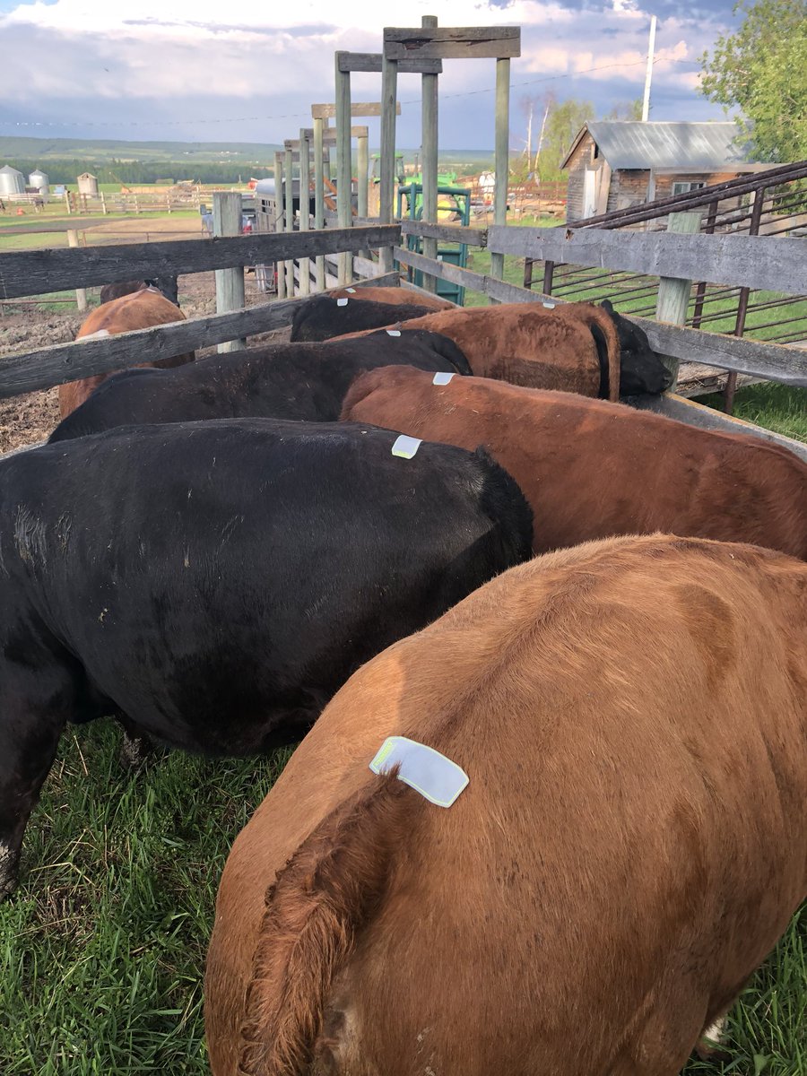 JRosadiuk's tweet image. Rolling with @ESTROTECT patches for another AI season.