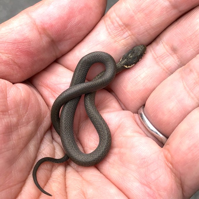 ヒバカリのtwitterイラスト検索結果 古い順