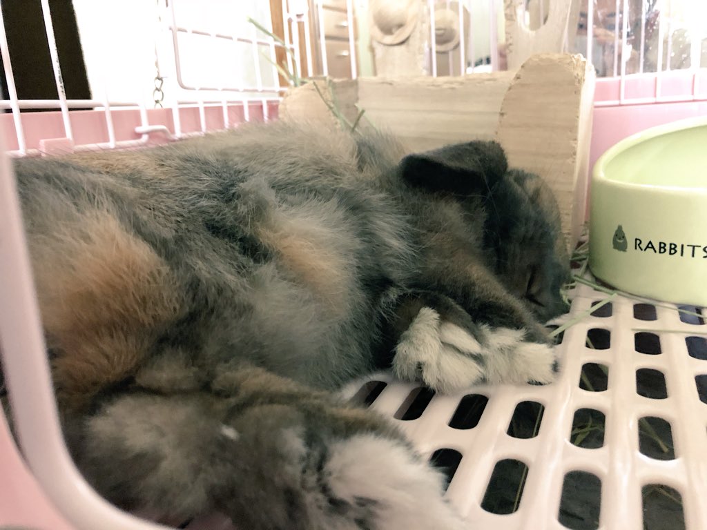 #マイラビット 

すかぴ〜zzz