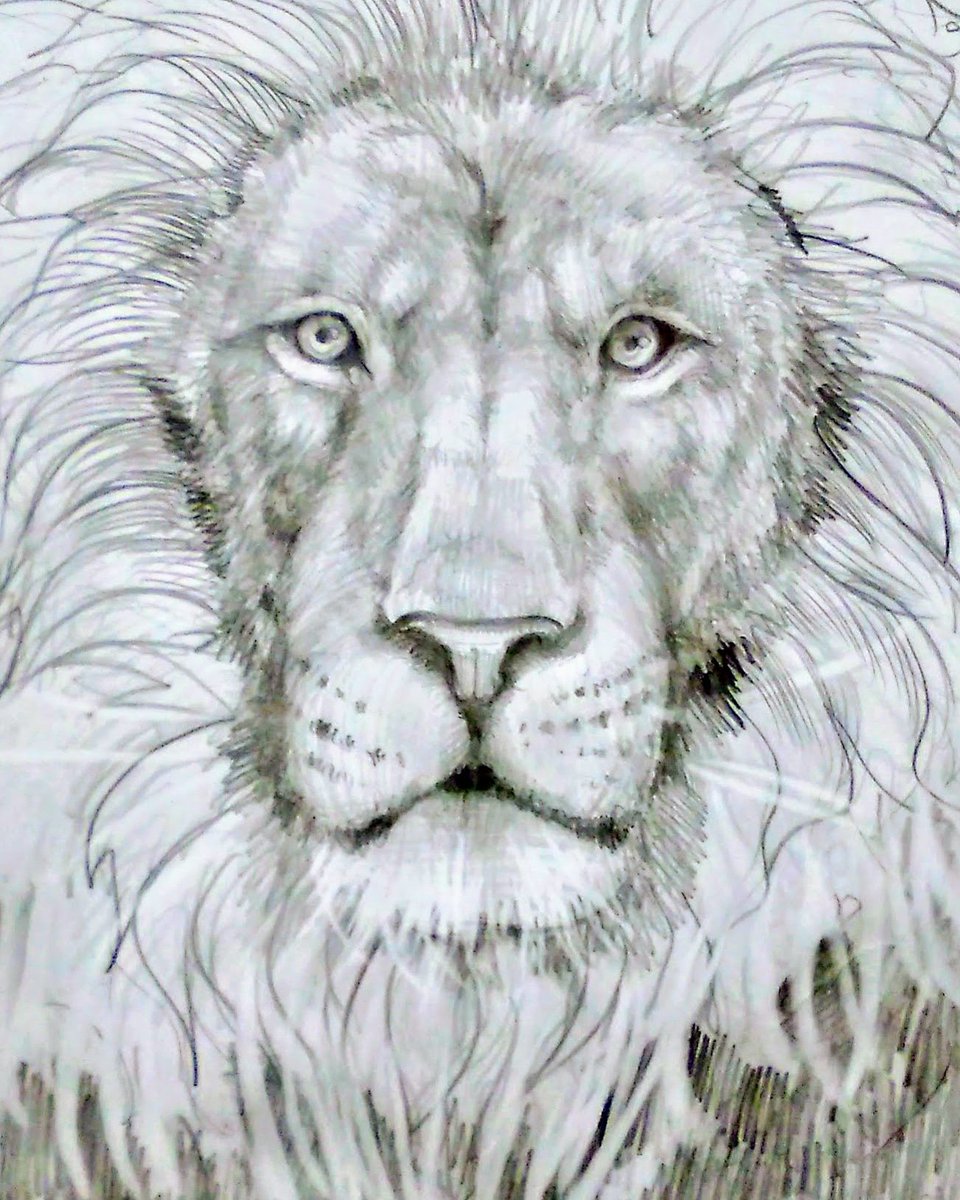 おはようございまー!
前載せたライオンのラフ画ー
がおー

#絵
#イラスト
#絵描きさんと繋がりたい 
#アナログイラスト 
