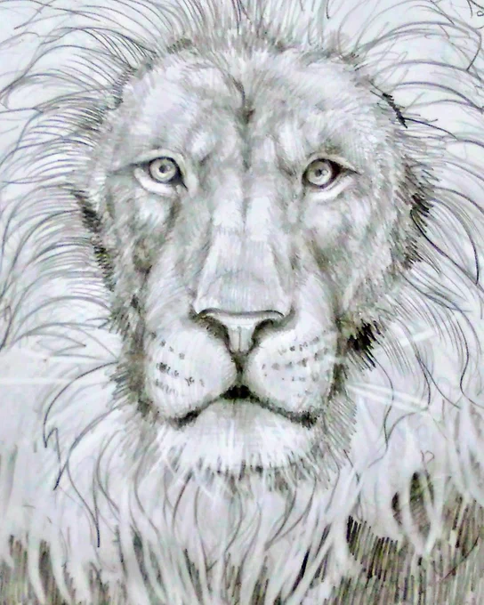 おはようございまー!前載せたライオンのラフ画ーがおー#絵#イラスト#絵描きさんと繋がりたい #アナログイラスト 