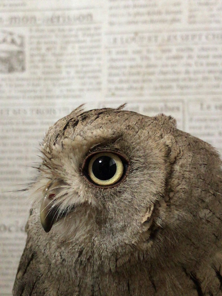 双巴 桜 tweet media