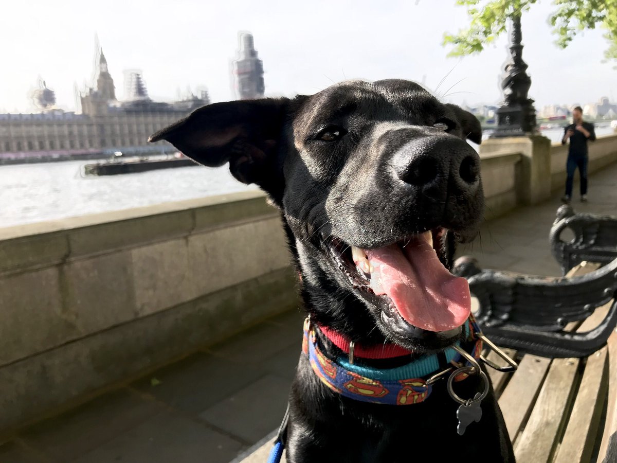 <a href="/Traveldogspain/">Traveldog Spain</a> Disfruta mucho Titi de #Barcelona. Yo también viaje con #traveldogspain y pobrecillos yo no sabía caminar con correa, soy muy saltarín y escapista cuando se tiene la oportunidad