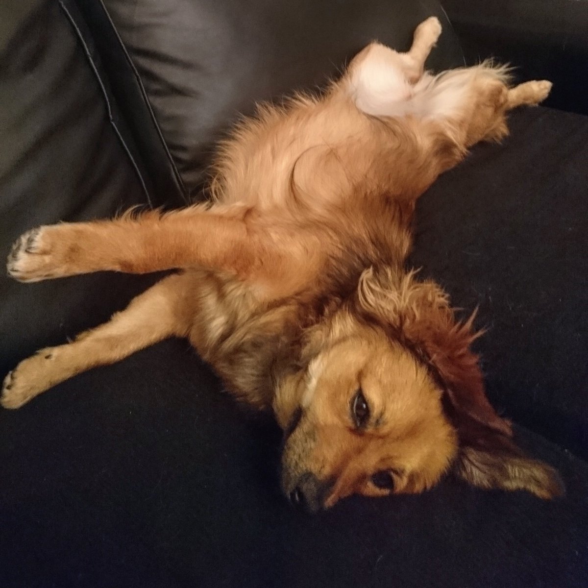 amylaraman's tweet photo. My weird dog https://t.co/uPjNVHTkUl