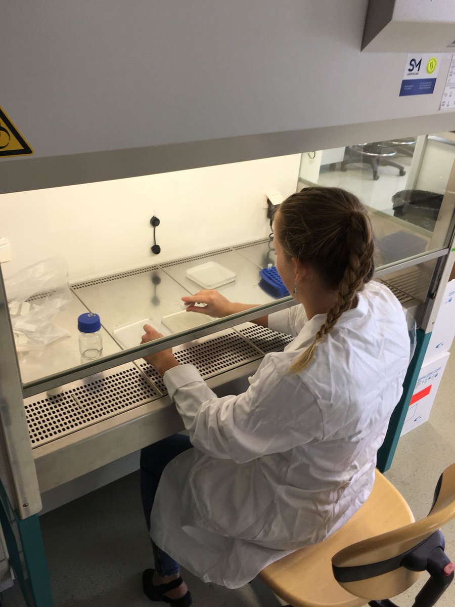 igemvienna's tweet image. Theresa @KleineVehnLab preparing the plant chasis for our Robocrops. Thx a lot Sascha (@KleineVehnLab)for your help! #robocrop #igem #igem2018 #igemvienna