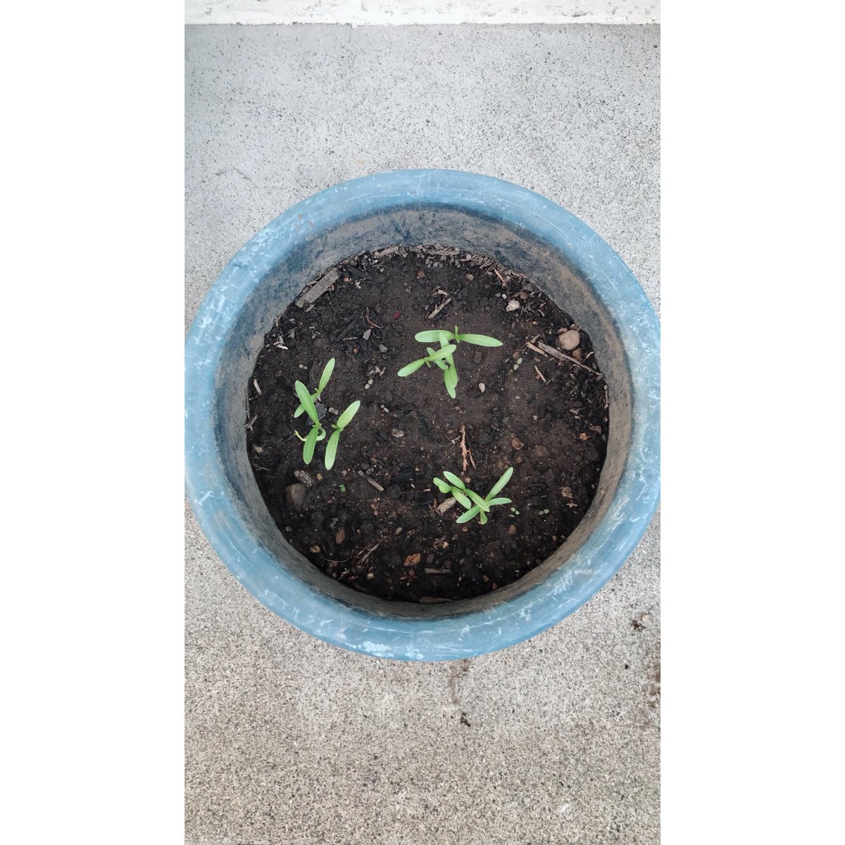 camera__weather's tweet photo. コスモス日記🌼

～11日目〜

芽が出ていました～🌱🌱🌱 https://t.co/Bnc8bK5k1V