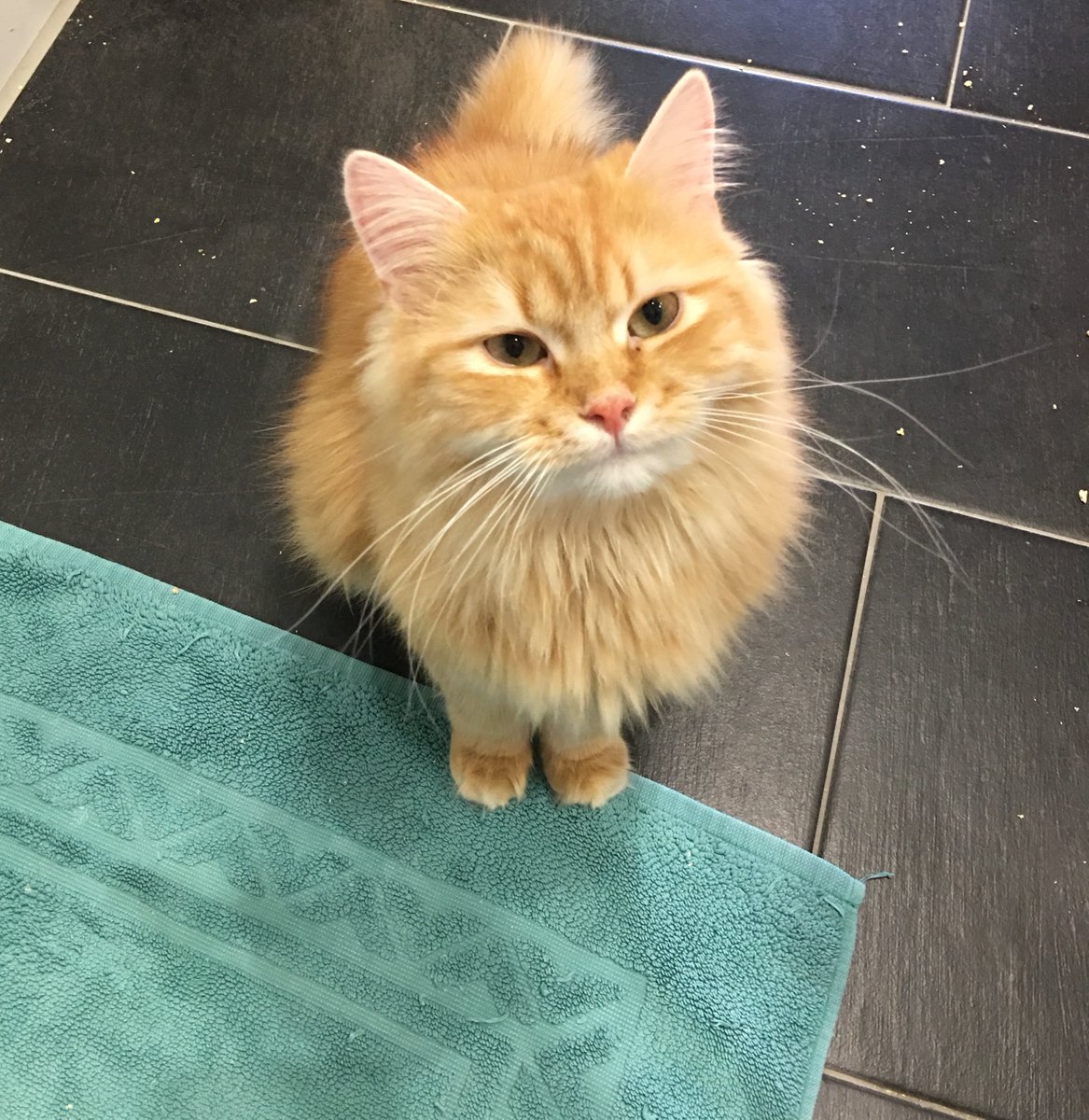 schmuseflusen's tweet photo. Eigentlich wollte ich jetzt aufs Klo, Futtersklave! https://t.co/TTmabgKjjB