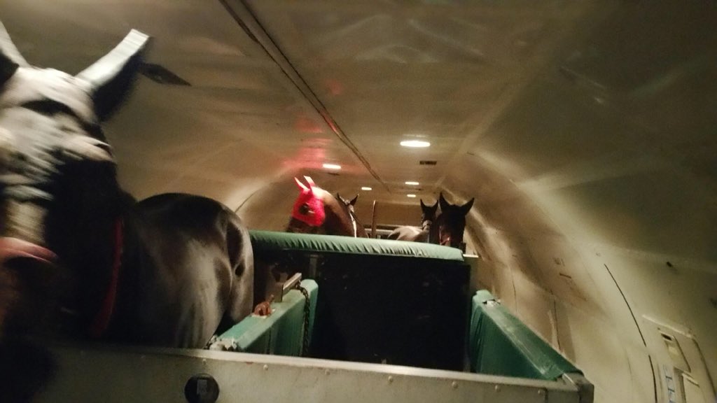 Precious cargo landed safely up north @DKWeirRacing @ANobletRacing and ready to run on the weekend. Wishing you the best of luck! #Stradbroke #QLDDerby #BrisbaneCup #QLDGuineas